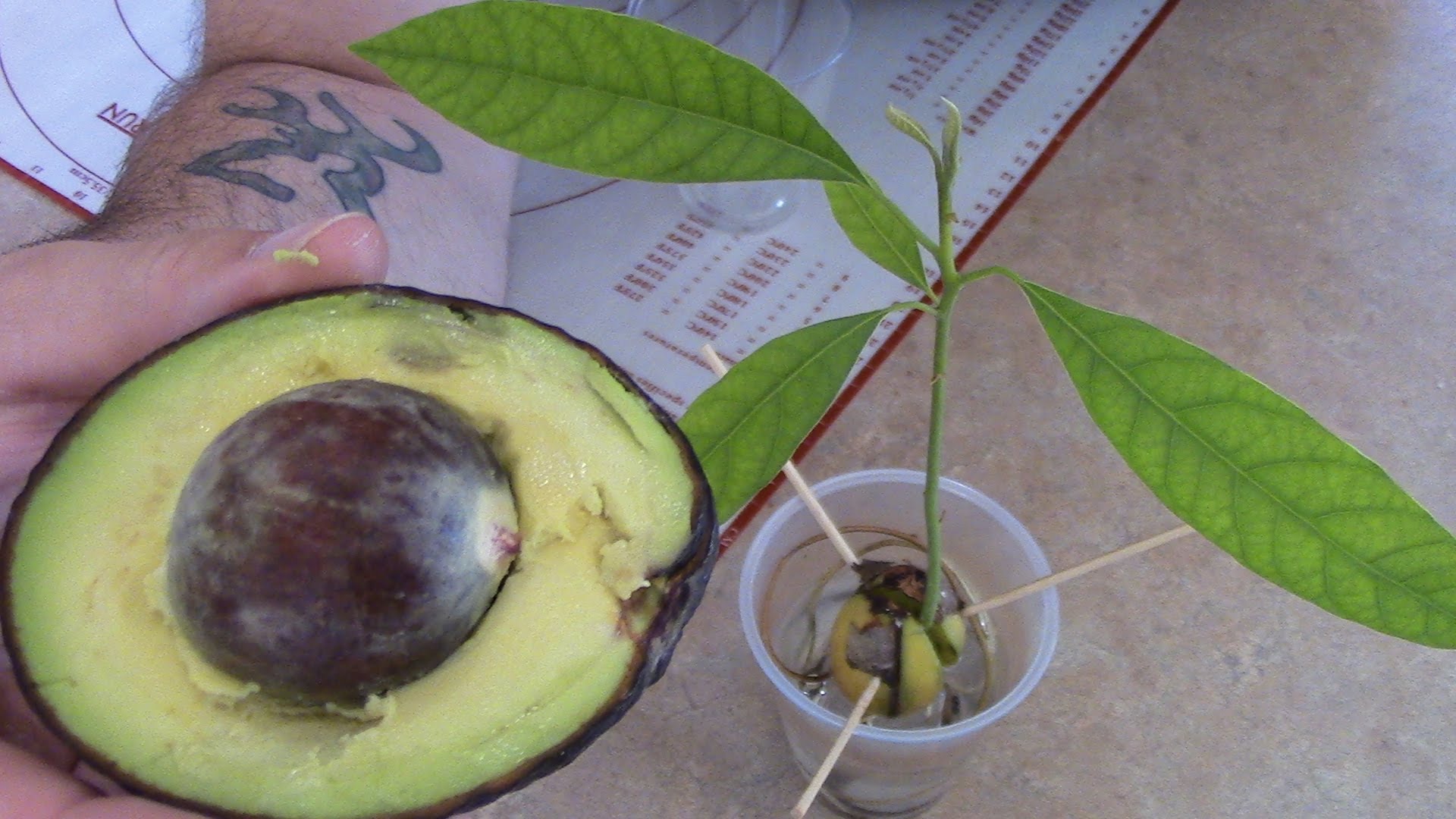 HOW TO GROW AVOCADO TREE FROM SEED Viral On The Web Now