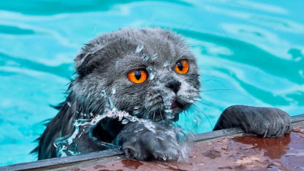 cats in water | Viral On The Web Now